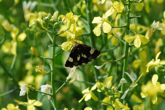 Piccolo noctuidae: Tyta luctuosa?